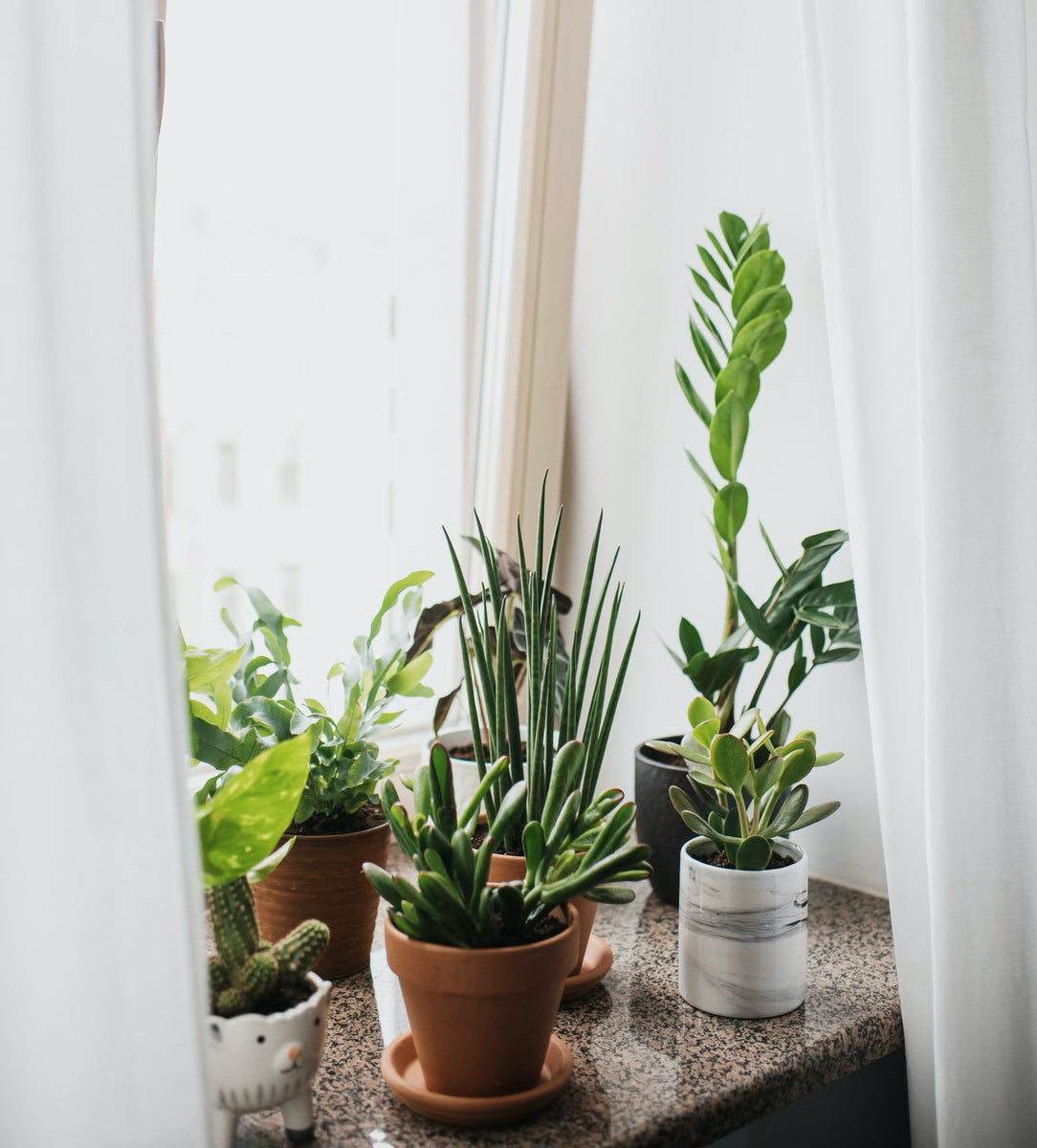 How to Properly Move Indoor Plants Outside in the Summer Plant Vitamins